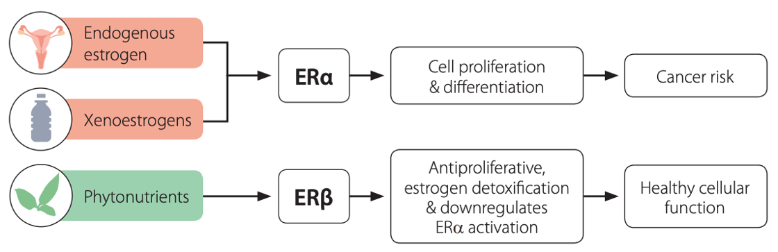 Estrogen-Metabolism-Infographic